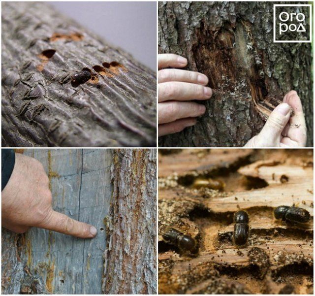 эта древесина отпугивает микробов и жуков